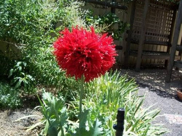 100 Red OASE PEONY POPPY Papaver Peoniflorum Double Flower Seeds